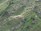 53 Pecore imbiancano il fianco delal montagna